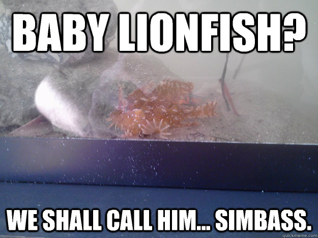 Baby lionfish? We shall call him... Simbass. - Baby lionfish? We shall call him... Simbass.  terrible punfish