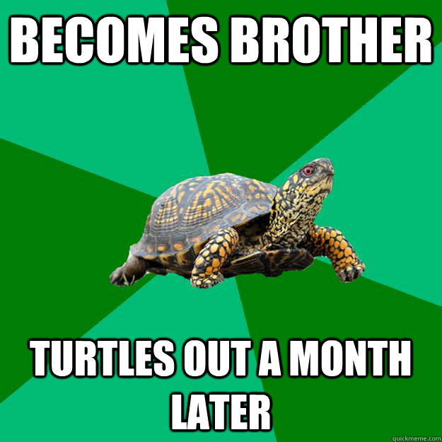 becomes brother turtles out a month later  Torrenting Turtle