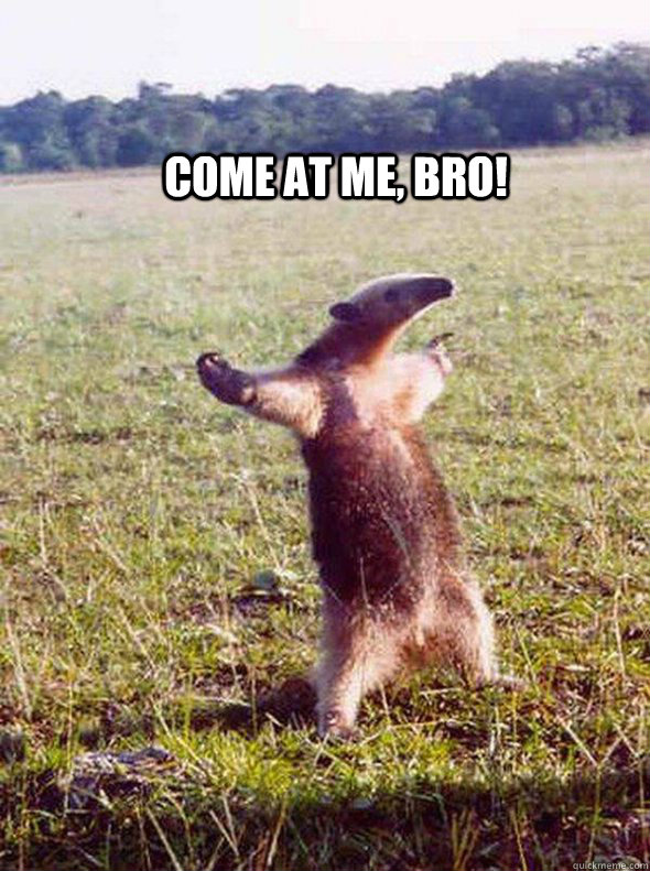 Come at me, bro! - Come at me, bro!  come at me anteater