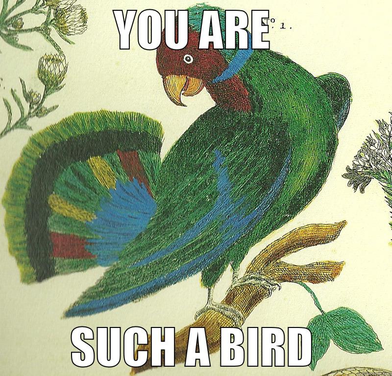 YOU ARE SUCH A BIRD Misc