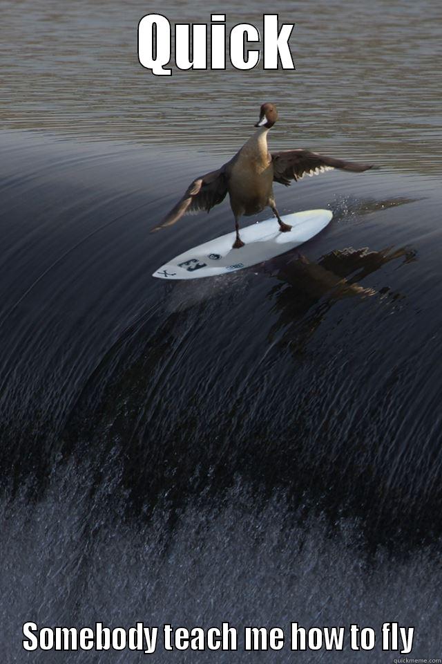 surfin bird - QUICK SOMEBODY TEACH ME HOW TO FLY Misc