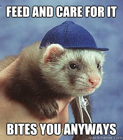 Feed and care for it bites you anyways  Scumbag ferret