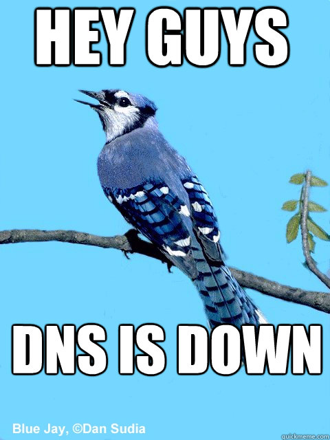 hey guys dns is down - hey guys dns is down  Blue Team Bird