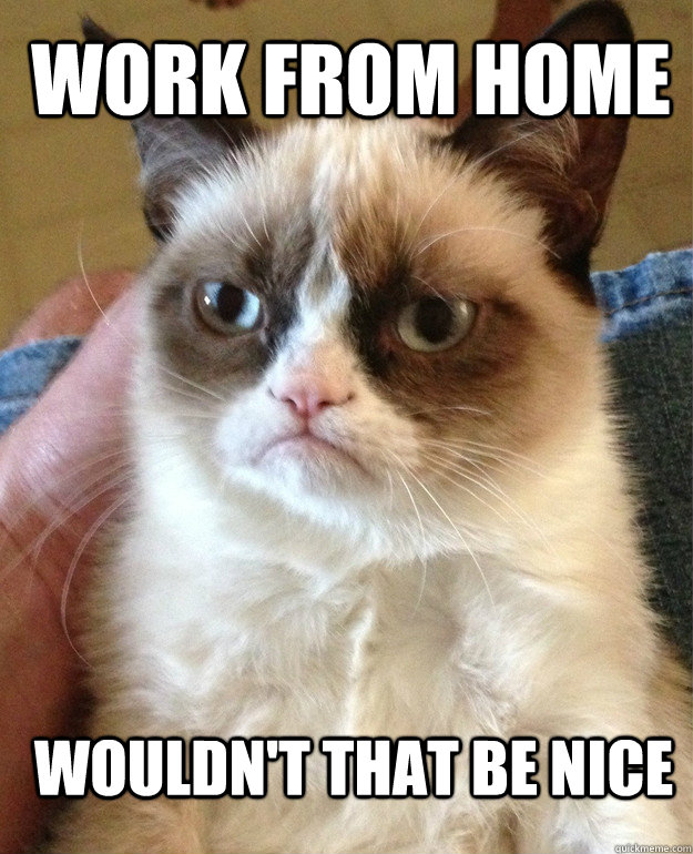 Work From Home Wouldn't that be nice  Grumpy Cat