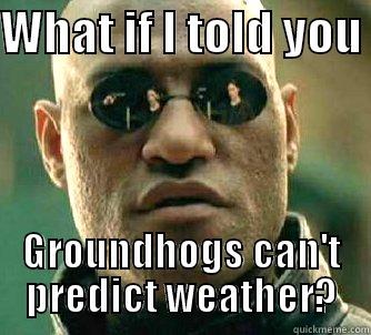 I'm a Rodent, Not a Weatherman - WHAT IF I TOLD YOU  GROUNDHOGS CAN'T PREDICT WEATHER? Matrix Morpheus