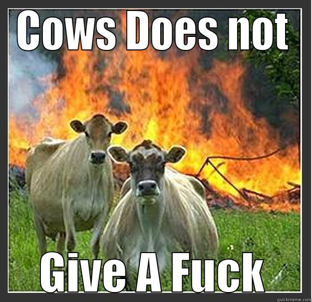 The Cows - COWS DOES NOT GIVE A FUCK Evil cows