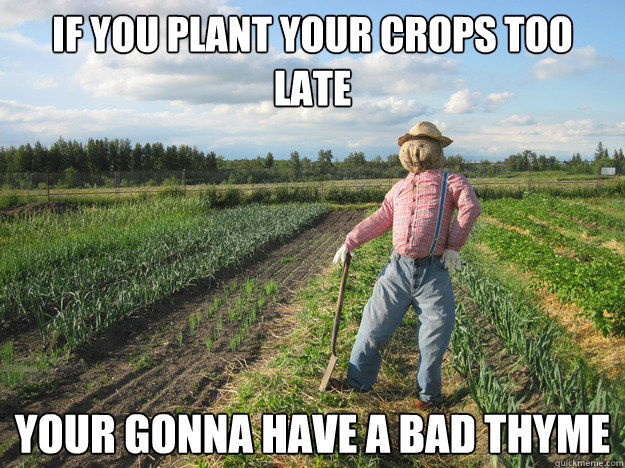 If you plant your crops too late your gonna have a bad thyme  Scarecrow