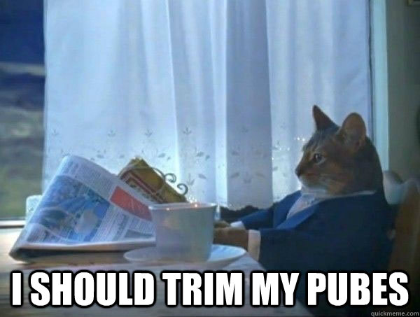  I should trim my pubes  morning realization newspaper cat meme