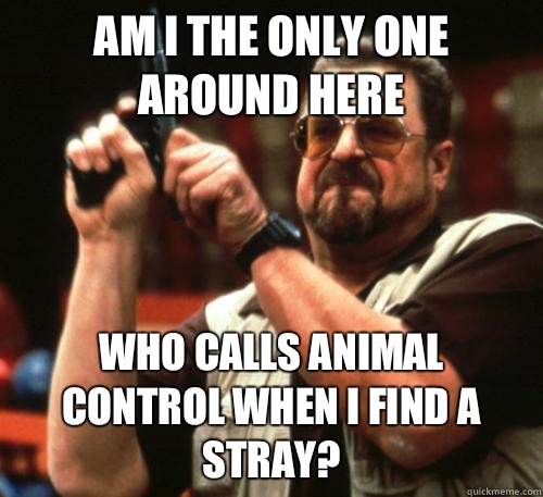 Am i the only one around here who calls animal control when I find a stray? - Am i the only one around here who calls animal control when I find a stray?  Am I The Only One Around Here