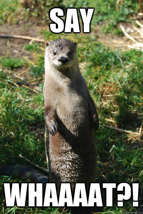 Say whaaaat?! - Say whaaaat?!  Say what Otter