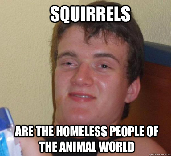 Squirrels Are the homeless people of the animal world - Squirrels Are the homeless people of the animal world  Stoner Stanley