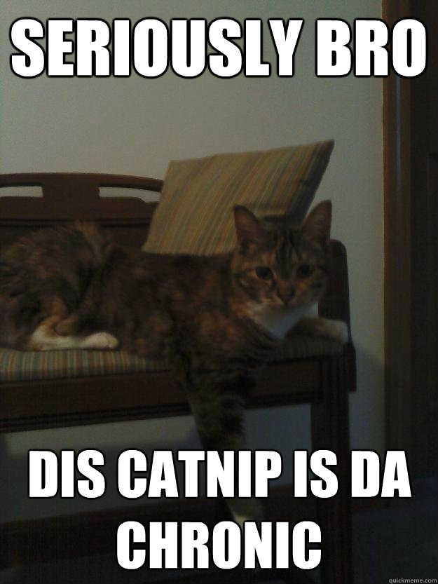 seriously bro dis catnip is da chronic - seriously bro dis catnip is da chronic  Bonkers