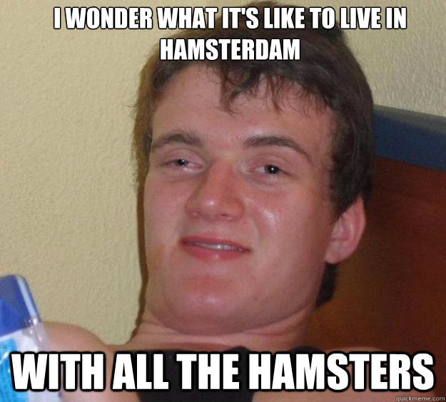 i wonder what it's like to live in hamsterdam with all the hamsters - i wonder what it's like to live in hamsterdam with all the hamsters  10 Guy