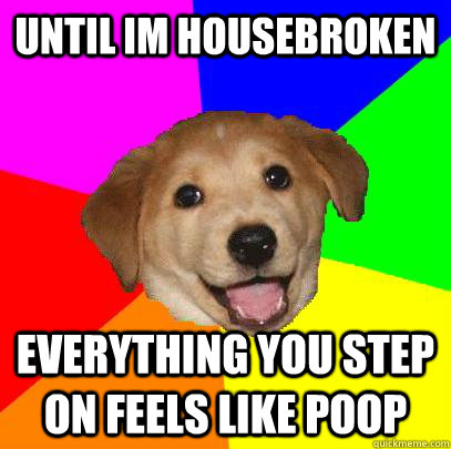 Until IM housebroken everything you step on feels like poop - Until IM housebroken everything you step on feels like poop  Advice Dog