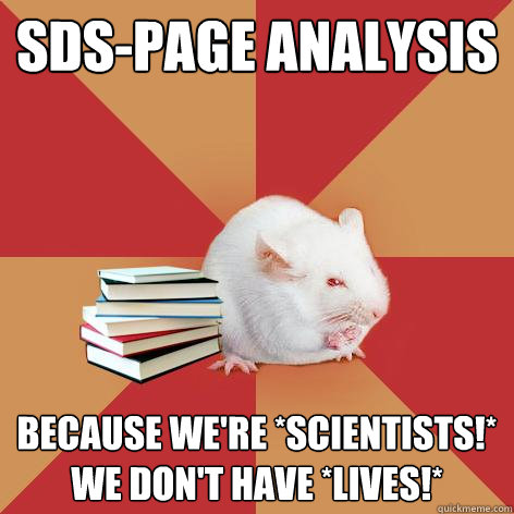 sds-page analysis because we're *scientists!* we don't have *lives!*  Science Major Mouse