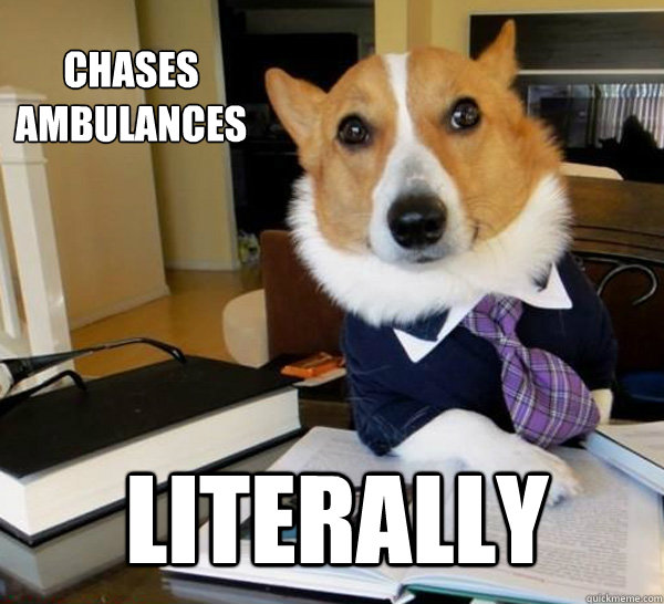 chases ambulances literally  Lawyer Dog