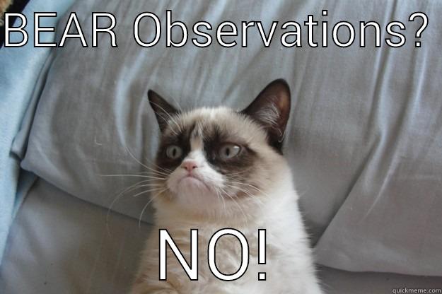 BEAR OBSERVATIONS?  NO! Grumpy Cat