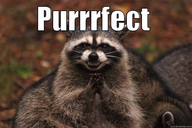 PURRRFECT  Evil Plotting Raccoon