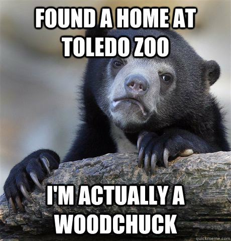 Found a home at Toledo Zoo I'm actually a woodchuck  Confession Bear