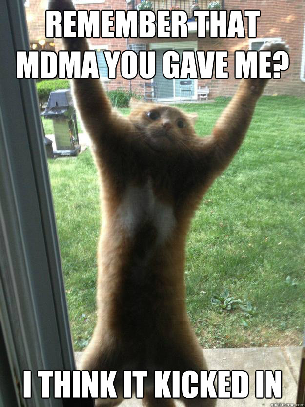 Remember that mdma you gave me? I think it kicked in - Remember that mdma you gave me? I think it kicked in  mdma cat