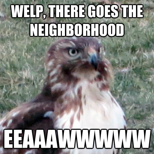 welp, there goes the neighborhood eeaaawwwww - welp, there goes the neighborhood eeaaawwwww  irritated hawk