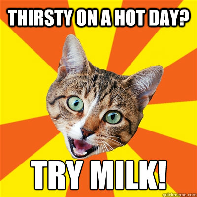 Thirsty on a hot day? Try Milk! - Thirsty on a hot day? Try Milk!  Bad Advice Cat