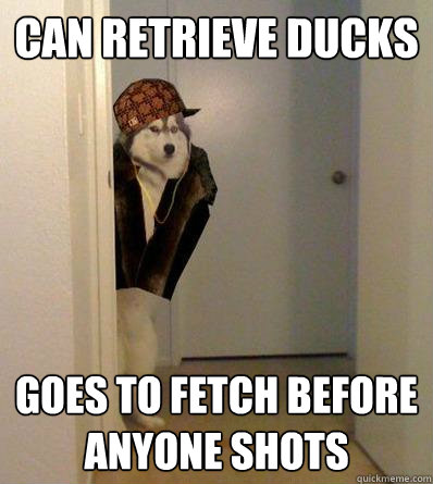 CAN RETRIEVE DUCKS GOES TO FETCH BEFORE ANYONE SHOTS  Scumbag dog