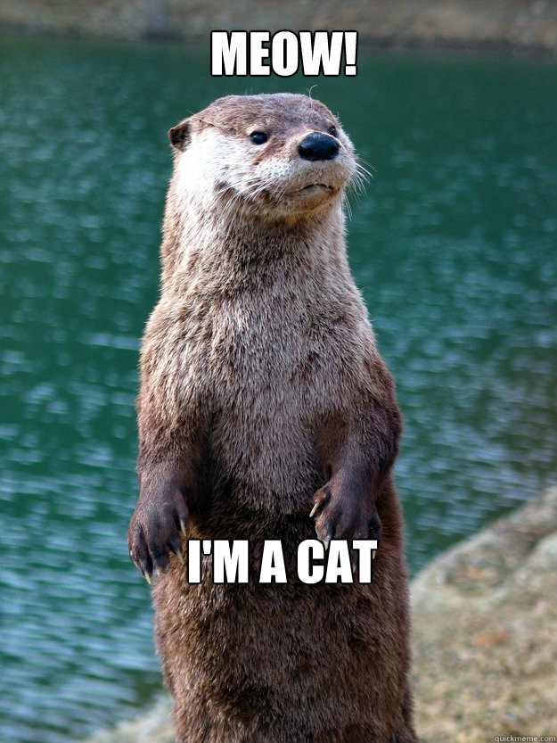 MEOW! I'm a cat  Ottie the Autistic Otter