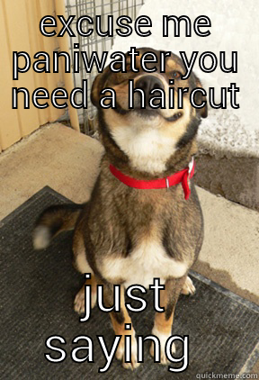 EXCUSE ME PANIWATER YOU NEED A HAIRCUT JUST SAYING  Good Dog Greg