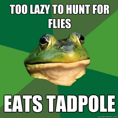 Too Lazy To hunt for flies Eats tadpole - Too Lazy To hunt for flies Eats tadpole  Foul Bachelor Frog