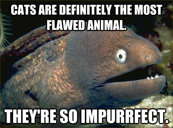 Cats are definitely the most flawed animal. They're so impurrfect. - Cats are definitely the most flawed animal. They're so impurrfect.  Bad Joke Eel