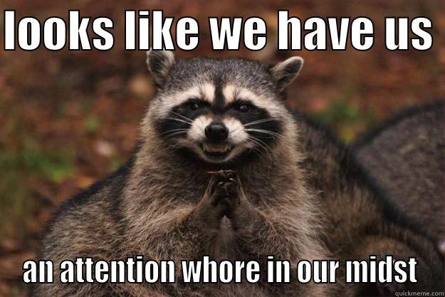 LOOKS LIKE WE HAVE US  AN ATTENTION WHORE IN OUR MIDST Evil Plotting Raccoon