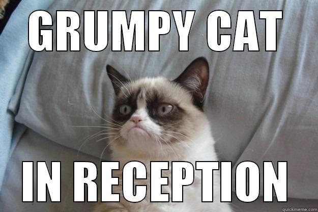 GRUMPY CAT IN RECEPTION Grumpy Cat