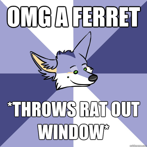 OMG A FERRET *Throws rat out window*  