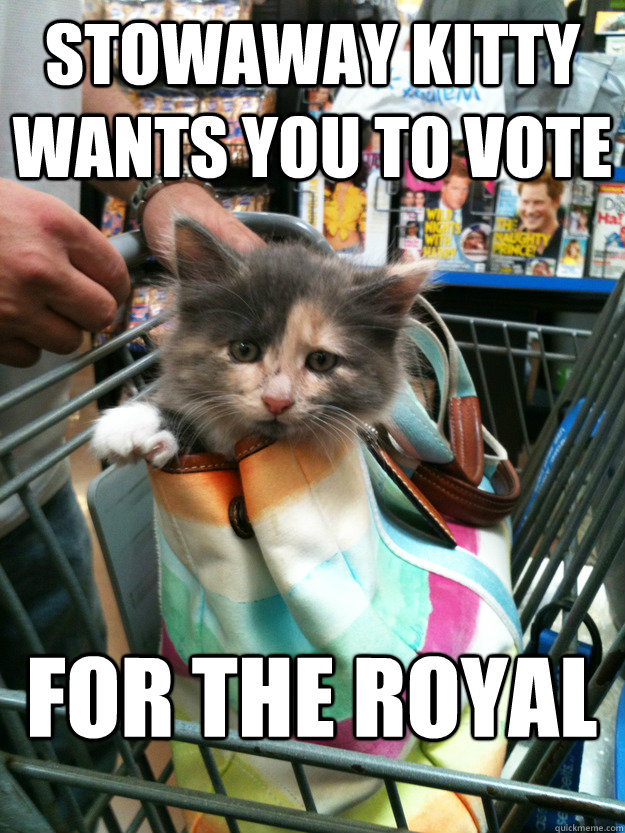 stowaway Kitty wants you to vote for the royal - stowaway Kitty wants you to vote for the royal  stowaway kitty