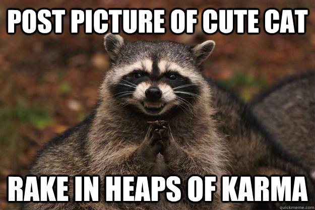 Post picture of cute cat rake in heaps of karma - Post picture of cute cat rake in heaps of karma  Evil Plotting Raccoon