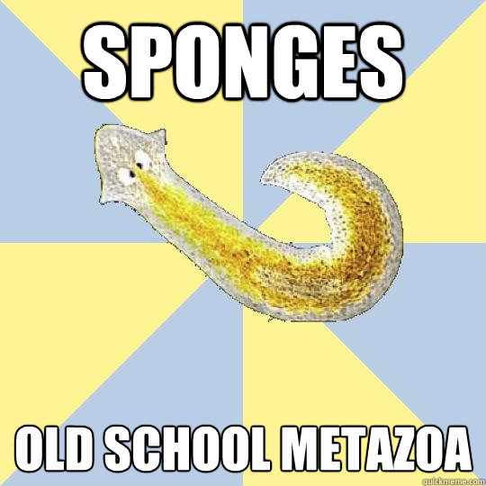 Sponges Old School Metazoa  Bio Major Planarian