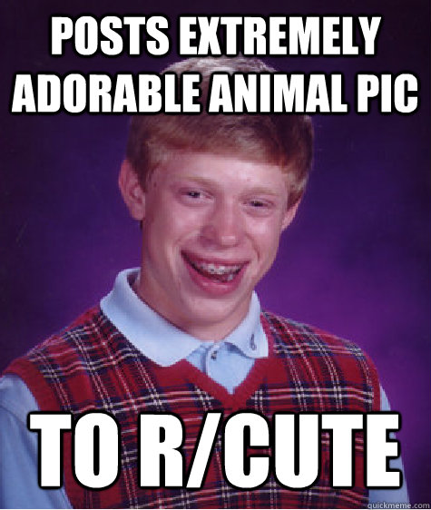 Posts extremely adorable animal pic To r/cute  Bad Luck Brian