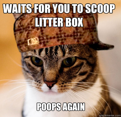 Waits for you to scoop litter box poops again - Waits for you to scoop litter box poops again  Scumbag Cat