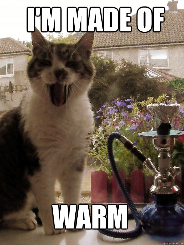 stoner cat meme