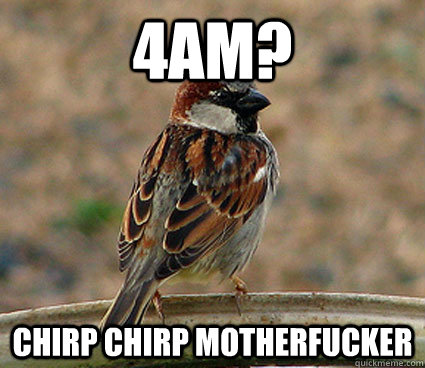 4AM? Chirp Chirp motherfucker - 4AM? Chirp Chirp motherfucker  scumbag bird