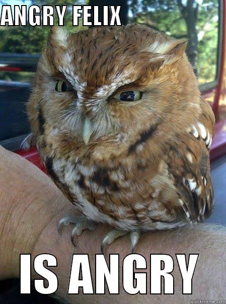 Angry Owl - ANGRY FELIX                        IS ANGRY Misc