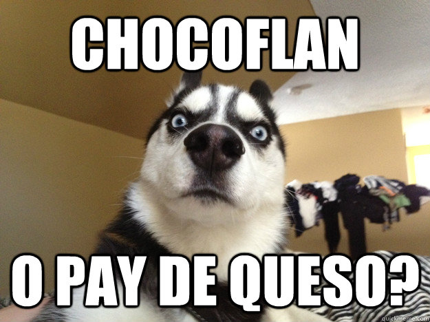 Chocoflan o pay de queso? - Chocoflan o pay de queso?  Sudden Realization Husky