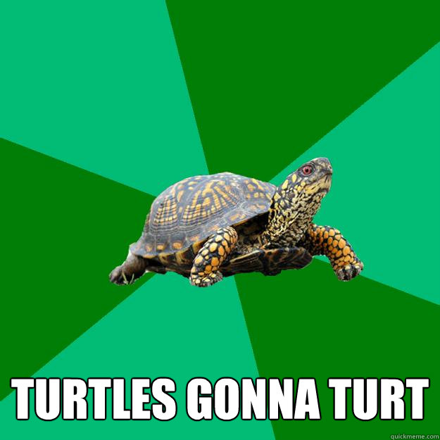  TURTLES GONNA TURT  Torrenting Turtle