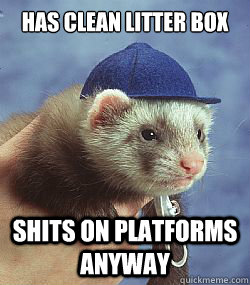 Has clean litter box shits on platforms anyway  Scumbag ferret