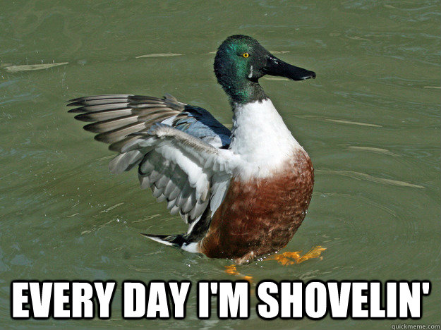  Every day I'm Shovelin' -  Every day I'm Shovelin'  Northern Shoveler