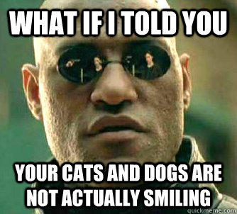 what if i told you your cats and dogs are not actually smiling  