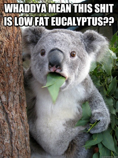 Whaddya mean this shit is low fat Eucalyptus??   koala bear