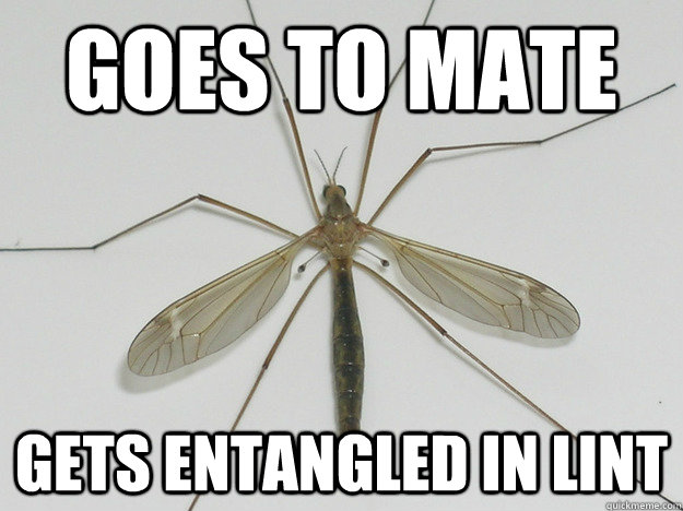 Goes to Mate Gets entangled in lint   Crane Fly Problems