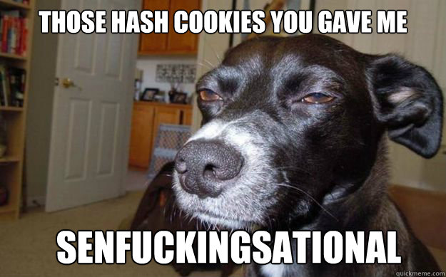 those hash cookies you gave me senfuckingsational  Skeptical Mutt